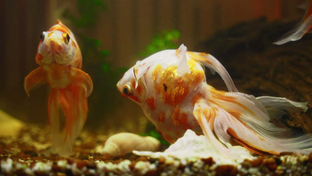Ammonia Builds Up in Your Aquarium