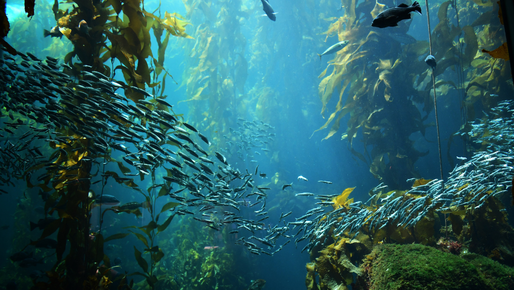 Ammonia Buildup from Fish Waste