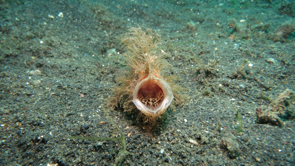 A deep-sea angler fish floating gracefully in a dimly lit underwater scene. The creature's bioluminescent lure dangles enticingly, illuminating its cavernous mouth filled with sharp teeth. The body is covered in intricate, alien-like patterns, hinting at the fish's predatory nature. The background is shrouded in a veil of murky, blue-green water, creating an atmospheric and mysterious composition. Soft, diffused lighting emanates from the angler's bioluminescent appendage, casting a warm glow on the subject. The camera angle is slightly low, emphasizing the angler's imposing and dominant presence in the marine environment.