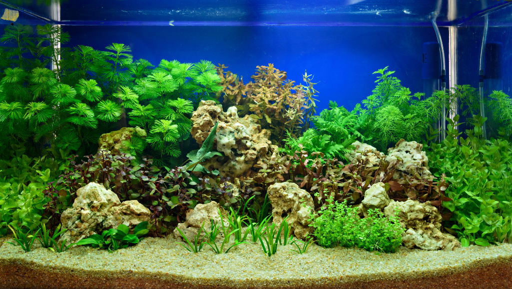 A brightly-lit aquarium with lush, vibrant aquatic plants in the foreground. The lighting is soft and evenly distributed, creating a serene and natural atmosphere. In the middle ground, various shades of green leaves and stems sway gently, hinting at the underwater current. The background is blurred, with a sense of depth and scale, suggesting a larger, well-established aquarium setup. The lighting is carefully balanced, highlighting the plants' intricate textures and colors, creating a visually stunning and biologically thriving aquatic ecosystem.
