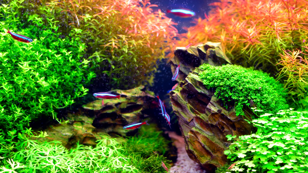 Aquarium Style