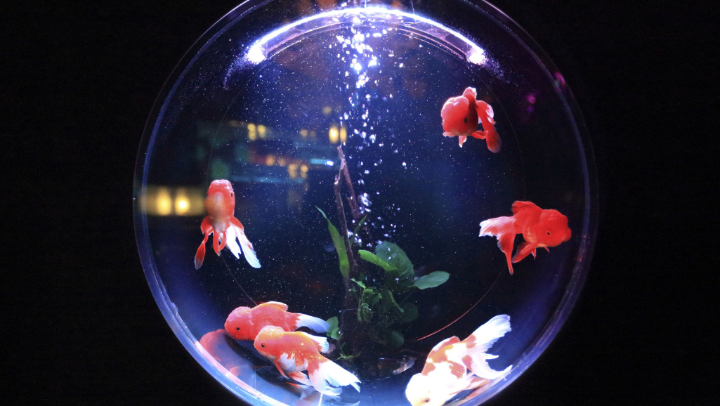 Aquarium Vacuum Mistakes