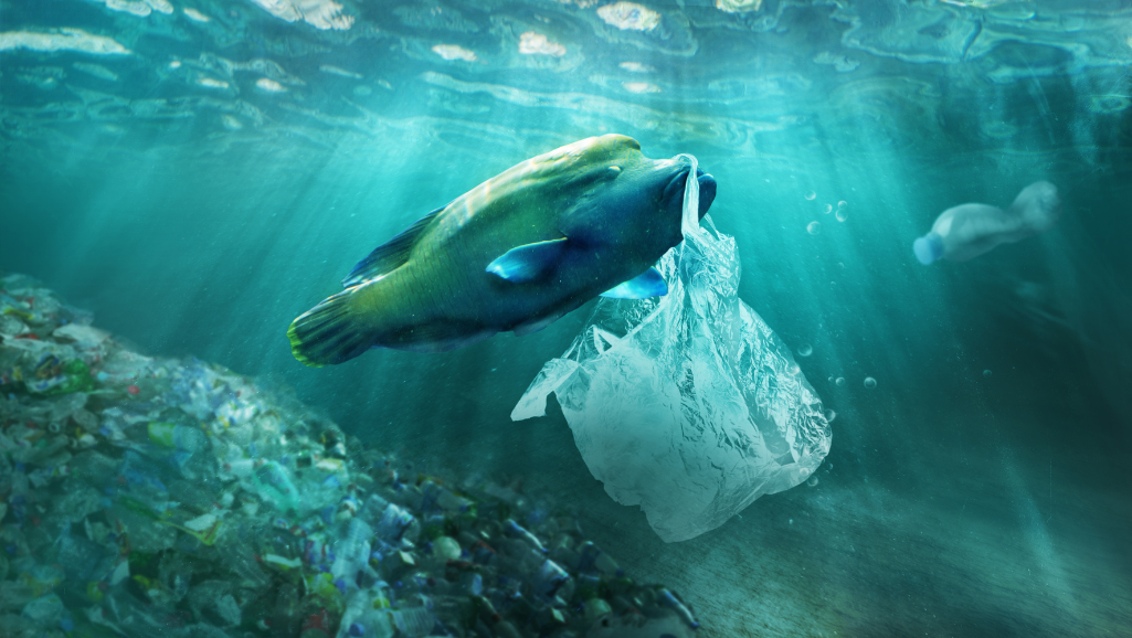 Can Fish Eat Other Fish