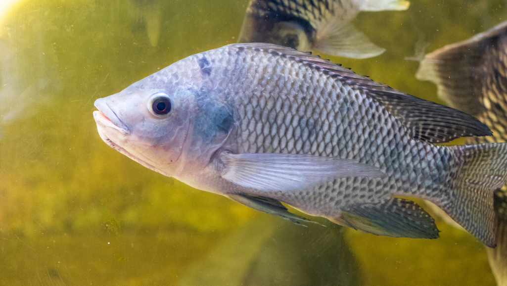 Cannibalism in Fish Species