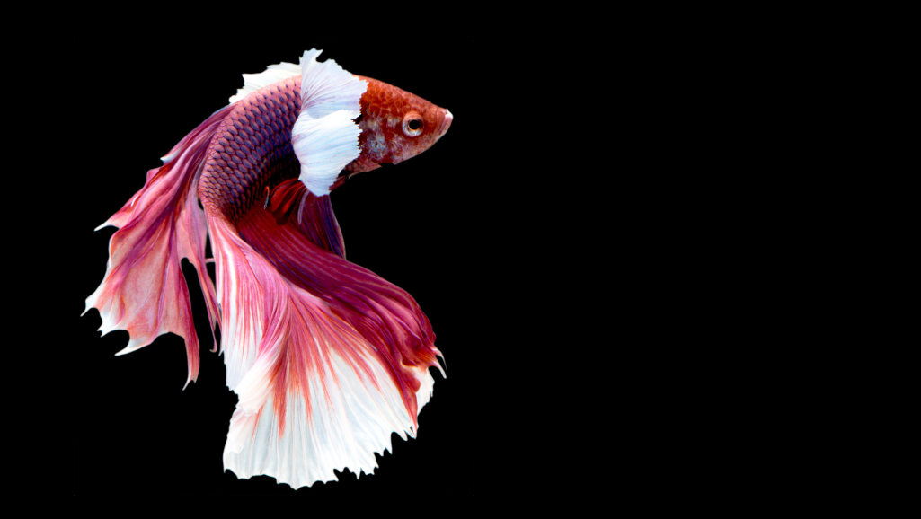 Causes of Betta Fish Decline