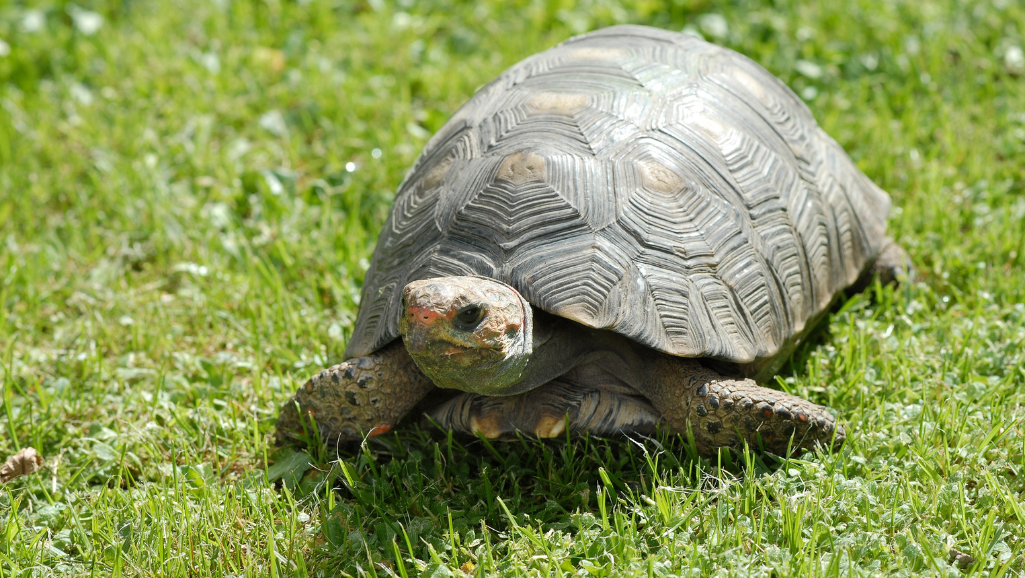 Choosing the Right Turtles