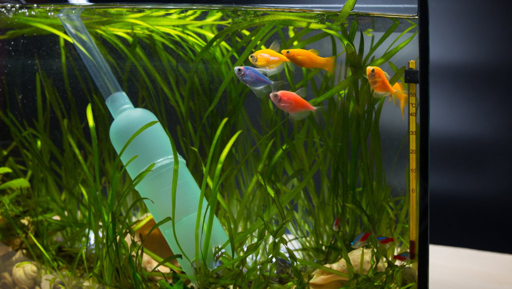 community tank setup