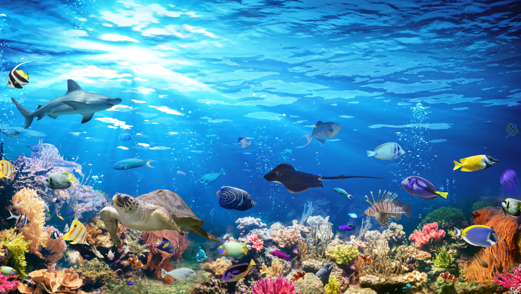 A vibrant underwater scene showcasing a thriving coral reef ecosystem. In the foreground, intricate branching corals in shades of red, orange, and pink sway gently in the current. The middle ground features a diverse array of coral polyps, sea fans, and sponges in a variety of shapes and textures. In the background, a school of tropical fish darts through the reef, creating a captivating sense of movement and life. The lighting is natural and diffused, casting a warm, golden glow across the scene, highlighting the vibrant colors and intricate details of the corals. The perspective is slightly elevated, giving a panoramic view of the reef and conveying the lush, three-dimensional nature of this thriving marine habitat.
