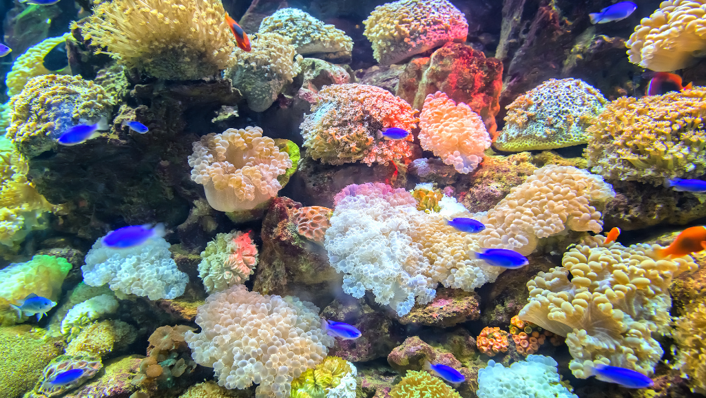Coral expansion