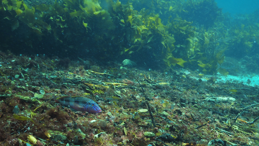 Debris Without Disturbing Fish