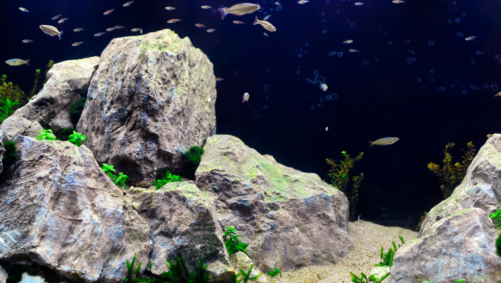 Dutch Aquascape: The Ultimate Guide to Beautiful Aquariums 1 Dutch Aquascape