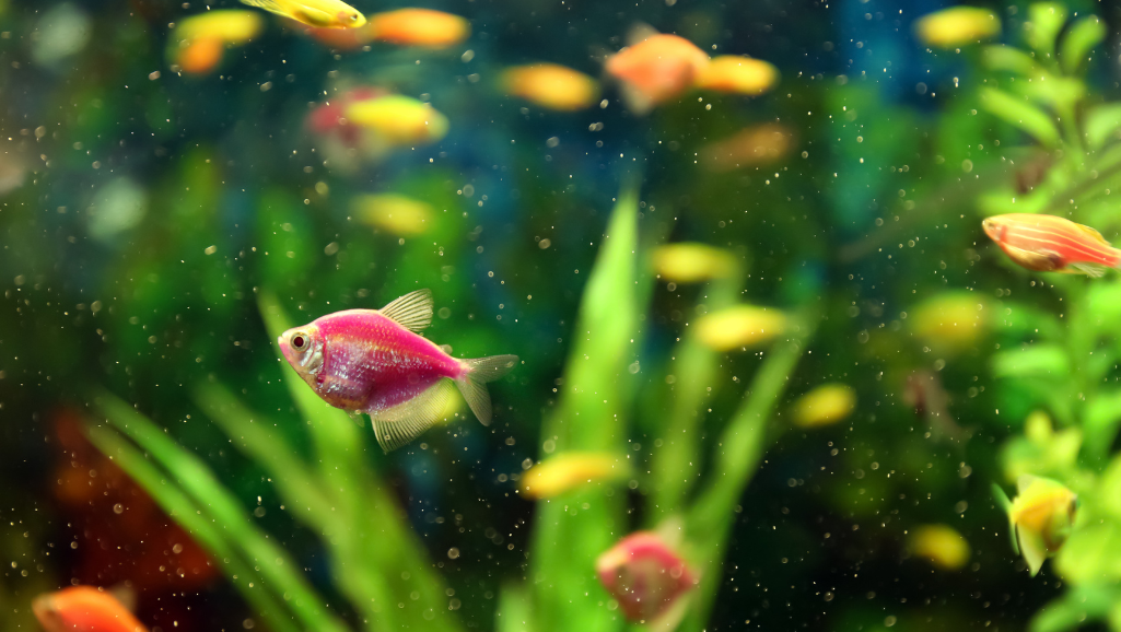 A meticulously detailed underwater scene showcasing the cycling process of a new aquarium. In the foreground, a cluster of lush aquatic plants sway gently, their verdant leaves catching the soft, diffused light. The middle ground features a school of vibrant tropical fish swimming in a synchronized ballet, their iridescent scales reflecting the crystal-clear water. In the background, the tank's substrate is visible, teeming with beneficial bacteria colonies forming the foundation of the aquarium's nitrogen cycle. The lighting is natural and atmospheric, casting a warm, ambient glow throughout the scene, creating a sense of tranquility and balance. The camera angle is slightly elevated, offering a comprehensive view of the aquarium's vibrant ecosystem in the process of establishing itself.