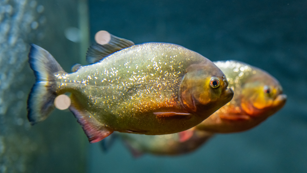 Fish Cannibalism