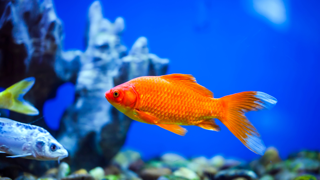 Fish Safely Post-Cycle