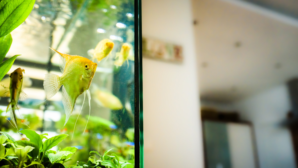 Fish Tank Filter