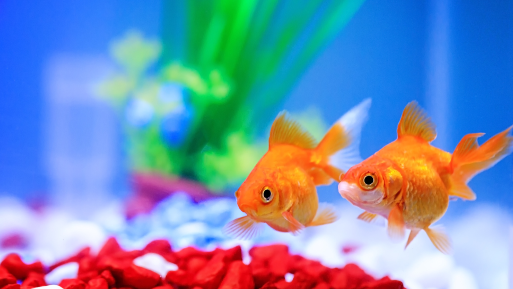 Fish to Avoid in a 2-Gallon Tank