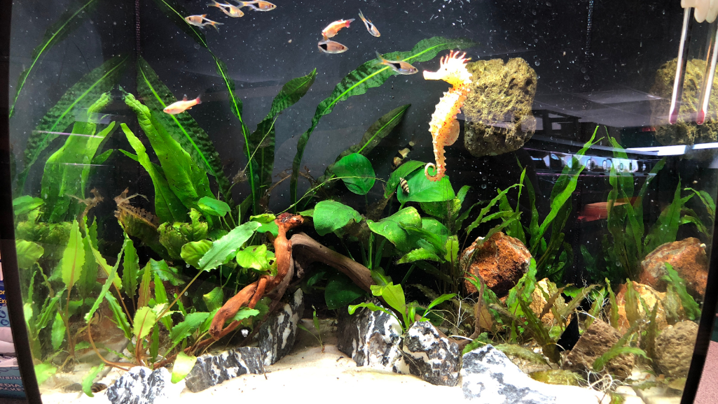 Heavily Planted Tanks