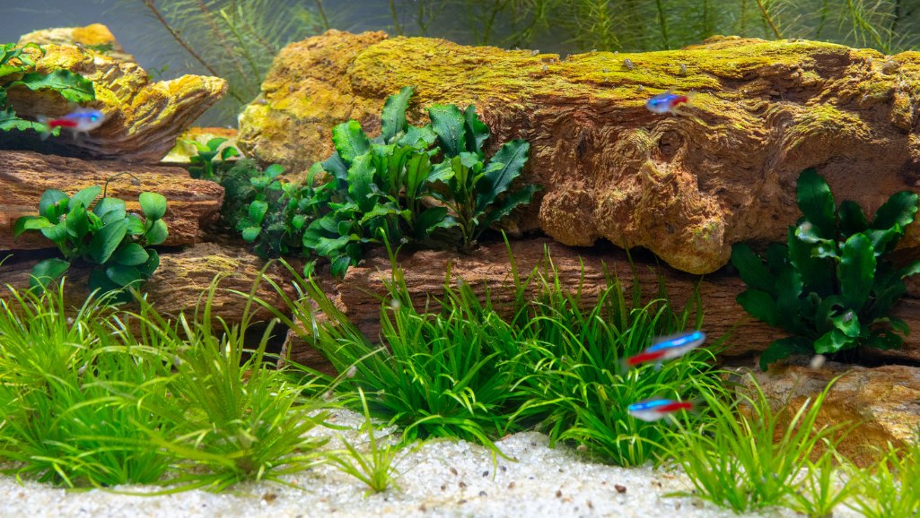 Detailed close-up of a natural aquarium substrate, featuring a mix of fine gravel, sand, and planted aquatic flora. The substrate is meticulously arranged, with lush green plants emerging from the textured surface. Soft lighting from above casts gentle shadows, highlighting the intricate patterns and varying grain sizes of the substrate. The composition emphasizes the importance of a well-chosen substrate for the healthy growth of rooted aquarium plants. The image conveys a sense of depth, balance, and the essential role of the substrate in an aquatic ecosystem.