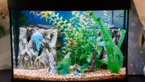 How to Care for Aquarium Plants