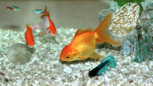 A detailed close-up illustration of the key compatibility factors that angelfishkeepers should consider before housing angelfish with other species. Crisp, high-resolution image captured with a high-quality macro lens, showcasing the distinctive physical features of angelfish that determine their compatibility requirements - their tall, laterally compressed body shape, distinctive fin structure, and unique social behaviors. Soft, natural lighting illuminates the subject against a subtly blurred, out-of-focus background, emphasizing the focal point. The overall mood is educational and informative, with a calm, scientific aesthetic.