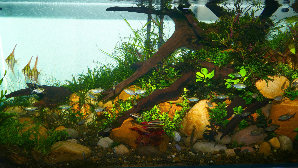 Iwagumi Aquascaping