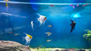 can tetras live with angelfish