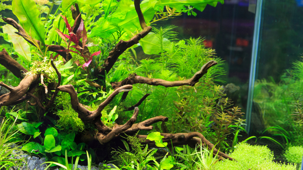 A well-lit, close-up view of an assortment of potted aquarium plants being carefully prepared for planting. In the foreground, a pair of hands gently uprooting the plants from their containers, exposing the lush, verdant root systems. In the middle ground, an array of glass jars filled with clear water, ready to receive the transplanted plants. The background features a tranquil, out-of-focus aquarium, hinting at the final destination for these carefully tended specimens. The lighting is soft and natural, bathing the scene in a warm, inviting glow that emphasizes the delicate, organic nature of the aquatic greenery. The overall mood is one of thoughtful preparation and anticipation for the successful integration of these plants into a thriving underwater ecosystem.