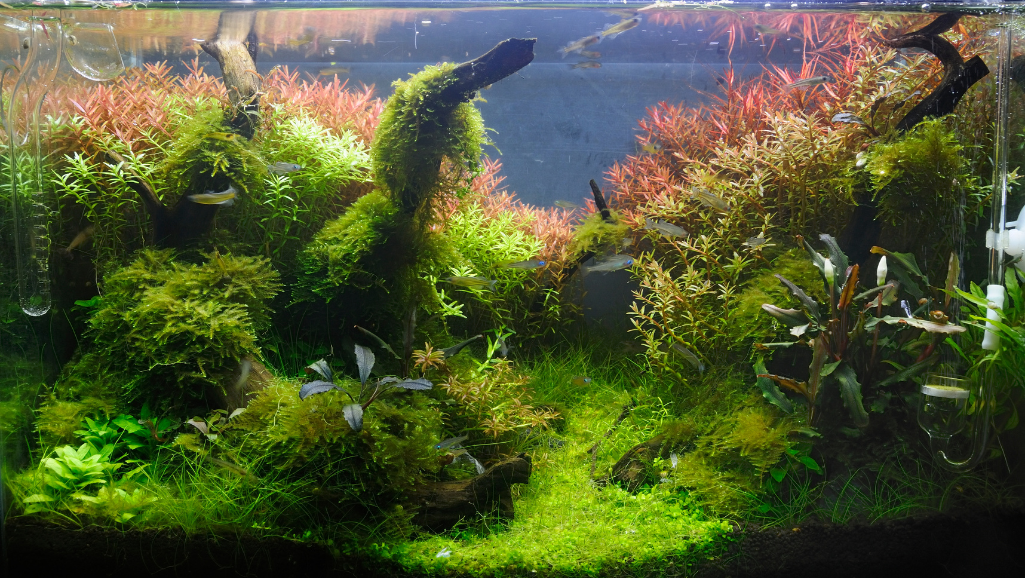 aquarium plant health