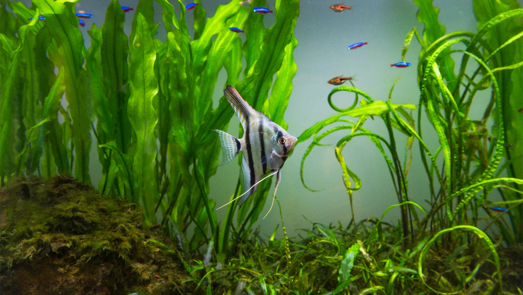 Remove Fish and Plants Safely