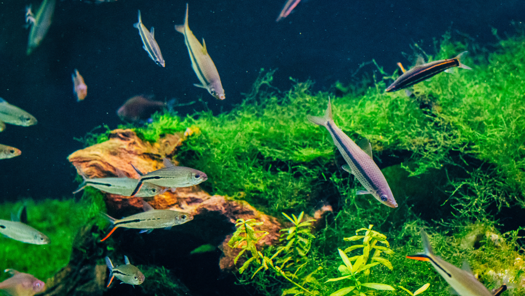 Aquascape: a lush underwater garden, teeming with vibrant aquatic plants and schools of mesmerizing fish. In the foreground, a glass tank filled with cascading greenery and delicate flora, their reflections dancing on the surface. The middle ground showcases a serene, natural landscape with smooth rocks and driftwood, creating a sense of depth and tranquility. Soft, diffused lighting from above casts a warm, ambient glow, illuminating the scene with a dreamlike quality. In the background, a blurred, out-of-focus backdrop suggests a larger, unseen world, inviting the viewer to immerse themselves in this captivating aquatic tableau. This image captures the essence of transforming a simple glass container into a living, breathing work of art.