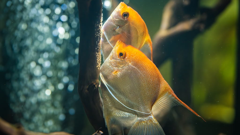 Species for Angelfish Tanks