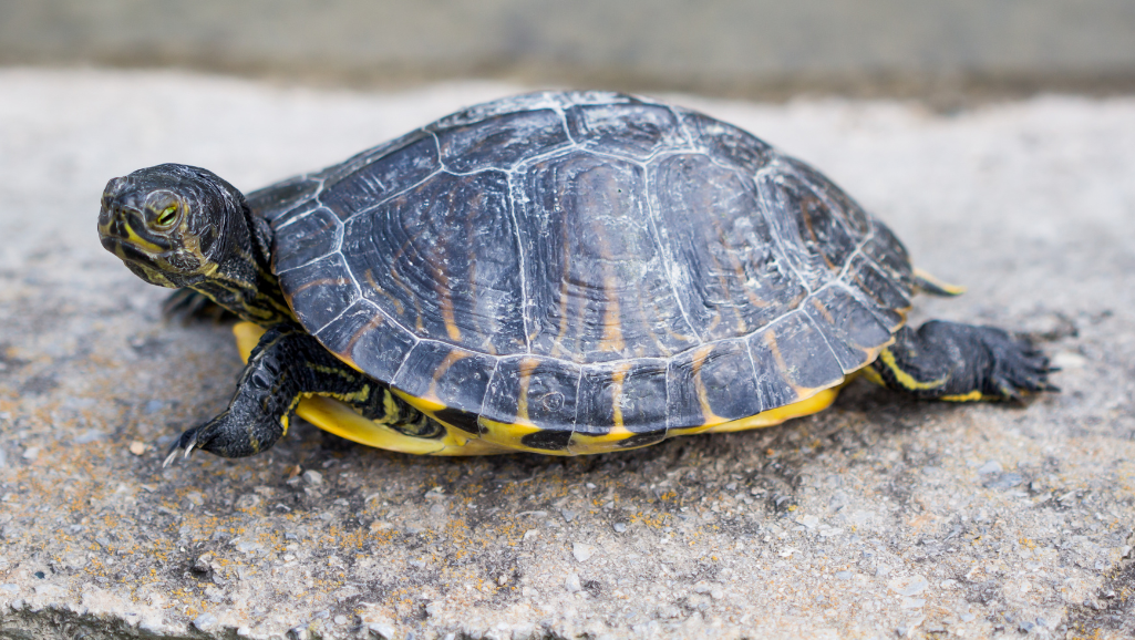 Step-by-Step Turtle Pond Construction