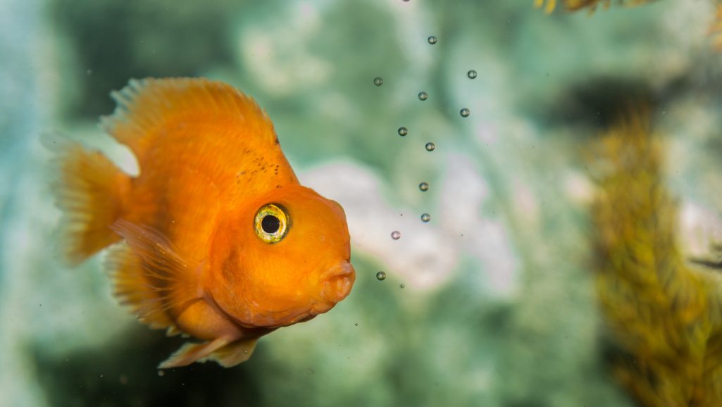 Surprising Link to Fish Behavior