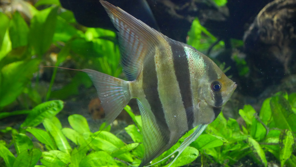 Tank Setup Tips for Harmony