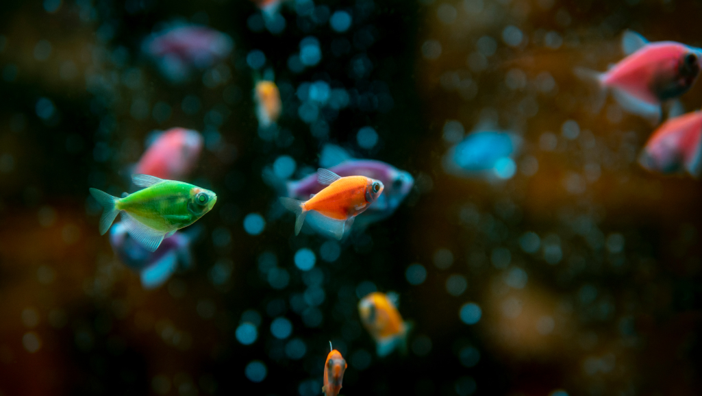 Tetra Species to Avoid