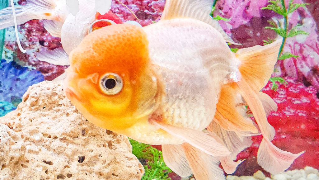That Determine Fish Survival