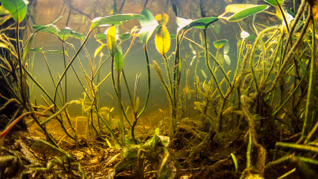 Thriving Aquatic Plants