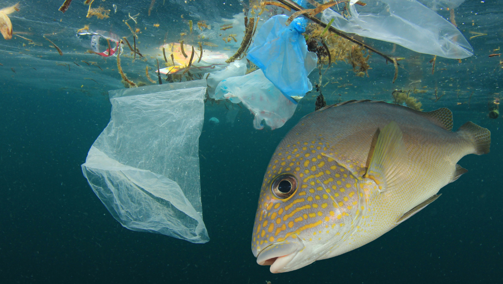 Transporting Fish in Bags