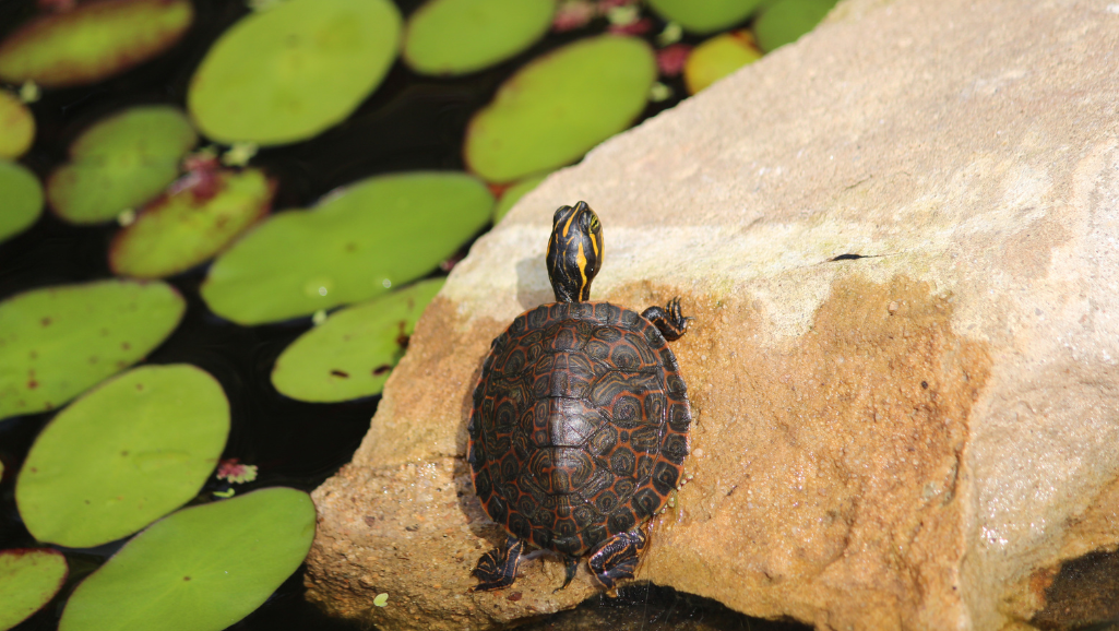 Turtle-Friendly Features