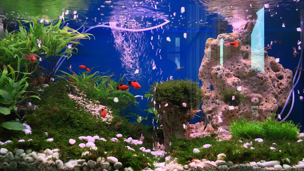A vibrant and immersive underwater landscape, showcasing the beauty of aquascaping. In the foreground, a lush array of meticulously arranged aquatic plants, their verdant fronds swaying gently in the simulated current. The middle ground features a captivating composition of colorful corals, their intricate structures and vibrant hues creating a mesmerizing visual symphony. In the background, a serene and tranquil seascape, with shimmering schools of tropical fish darting through the crystal-clear waters, illuminated by soft, diffused lighting that casts a warm, natural glow. The entire scene is captured through a wide-angle lens, providing a panoramic view that immerses the viewer in the captivating world of the all-in-one saltwater aquarium.