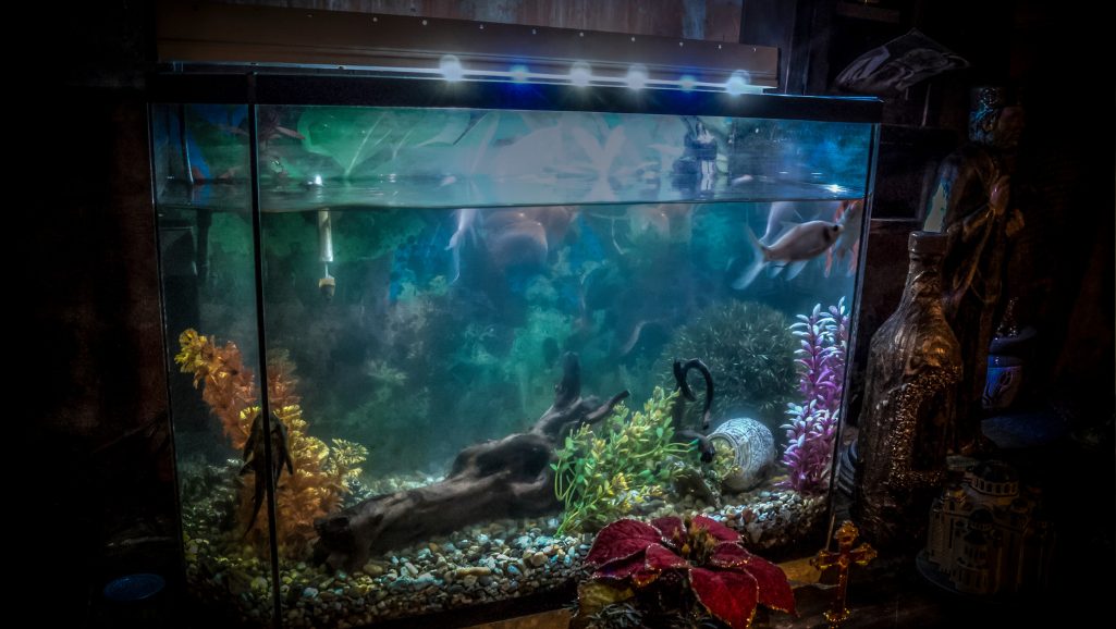A vividly lit fish tank showcases a stunning array of LED lights that accentuate the vibrant colors and lush aquatic plants within. The tank is positioned in a warm, inviting space, with soft indirect lighting illuminating the surroundings. The LEDs are strategically placed to create a mesmerizing, dynamic lighting display that brings the underwater world to life, casting a gentle glow that highlights the tank's captivating inhabitants and verdant foliage. The camera angle captures the tank's front view, allowing the viewer to fully appreciate the captivating interplay of light and color that elevates the tank's aesthetic appeal.