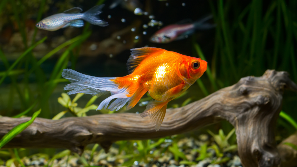 aquarium decoration