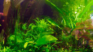 A lush, vibrant aquarium filled with thriving aquatic plants, meticulously arranged in a natural-looking composition. The foreground showcases a variety of leafy green plants, their delicate fronds swaying gently in the filtered light. In the middle ground, larger, bushy plants in shades of red and purple add depth and contrast. The background features a serene, underwater landscape, with a soft, diffused lighting that creates a calming atmosphere. The scene is captured with a wide-angle lens, giving a sense of depth and immersion. The overall mood is one of tranquility and natural harmony, perfectly complementing the theme of a well-designed fish tank.
