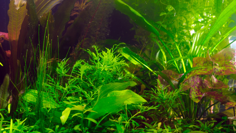 Why Aquarium Plants Turn Brown: Causes and Solutions 1 aquarium plant health