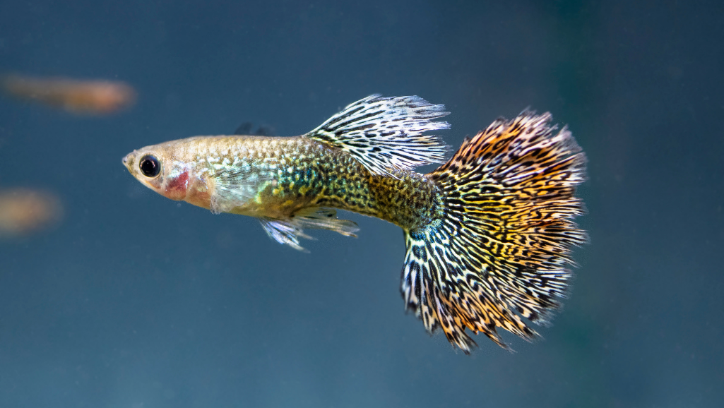 aquarium ornament
