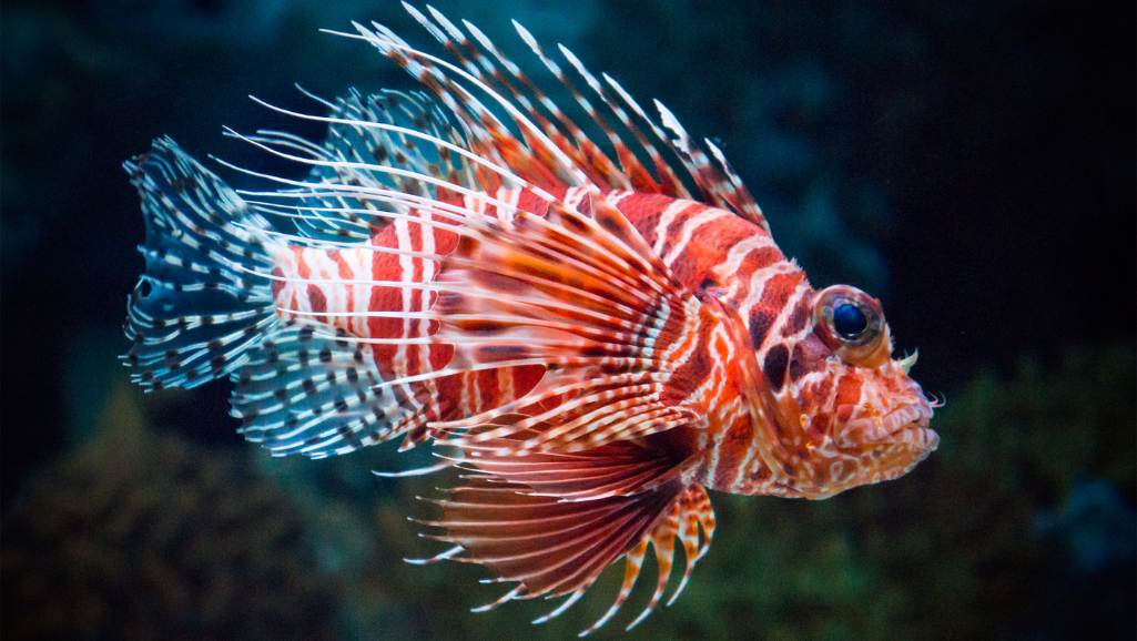 aquarium ornament
