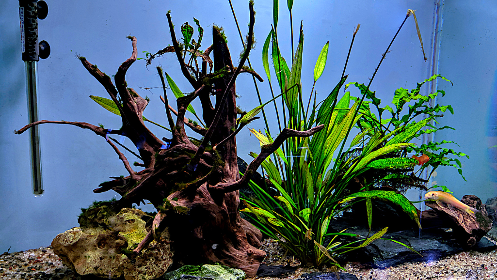 aquarium setup essentials