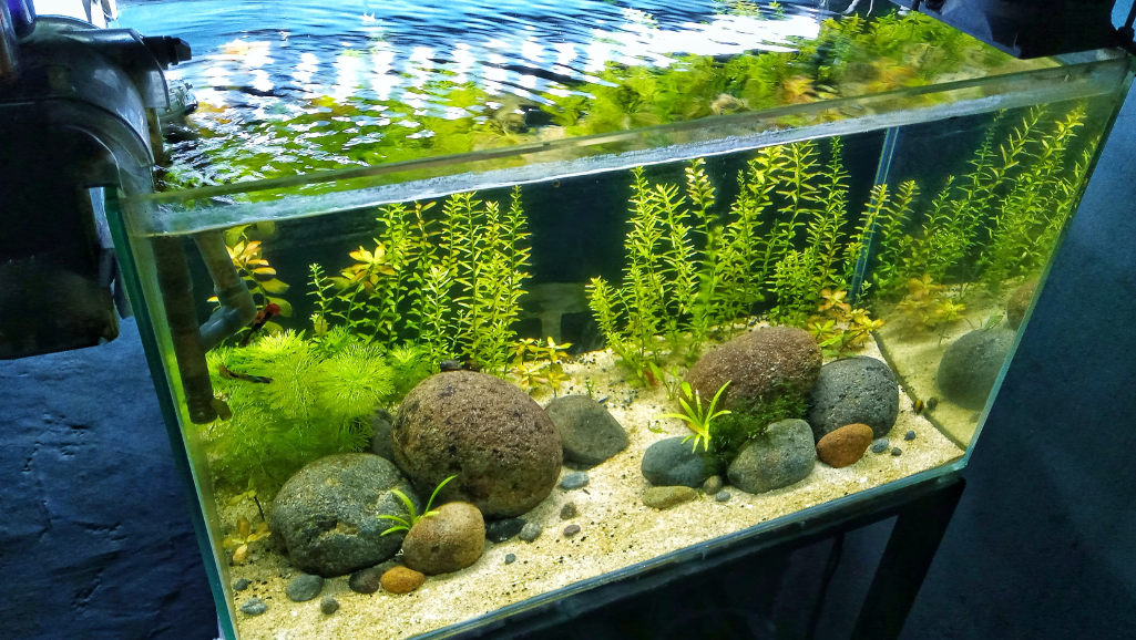 aquascape principles