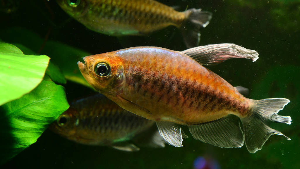 A meticulously designed aquarium showcasing the critical water parameters for maintaining a thriving Madagascar Rainbowfish ecosystem. In the foreground, a digital display presents real-time readings of temperature, pH, dissolved oxygen, and other key metrics. The middle ground features a lush underwater landscape with vibrant plant life and schools of colorful rainbowfish gracefully swimming. Soft, natural lighting filters through the crystal-clear water, creating a serene and inviting atmosphere. The background subtly blends a scientific diagram highlighting the optimal parameter ranges for this species. The entire scene conveys the importance of closely monitoring and maintaining a stable aquatic environment to support the health and wellbeing of these captivating aquatic gems.