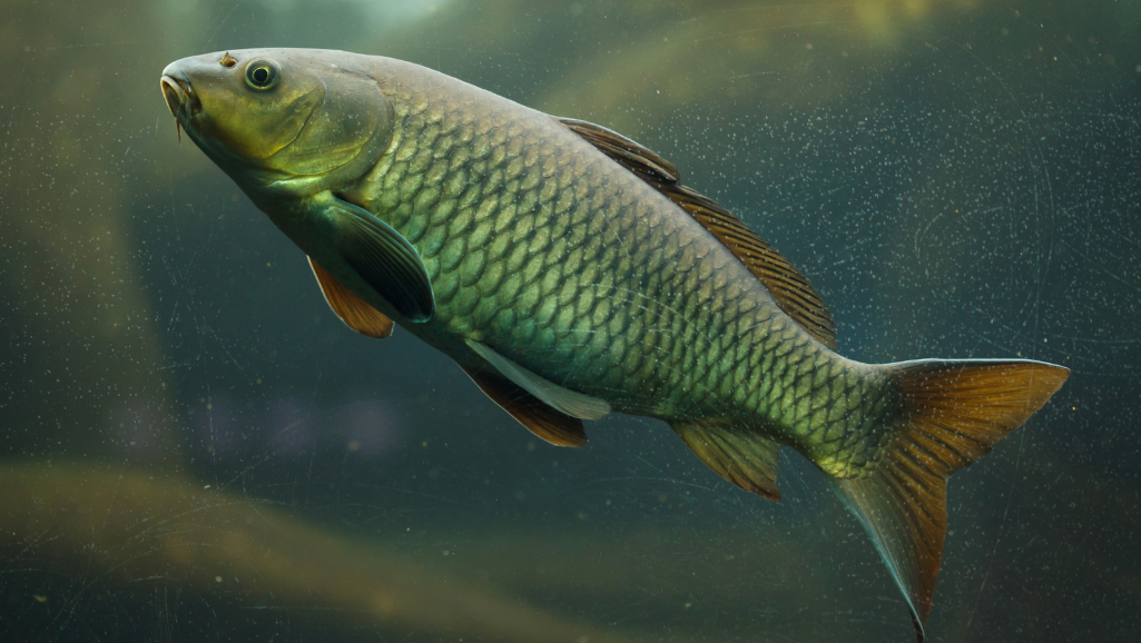 common aquarium pitfalls